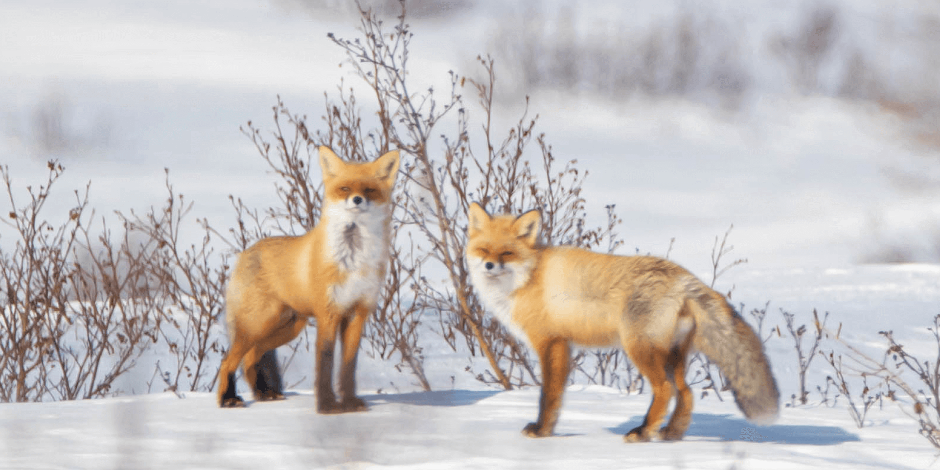Сотрудничество с заповедниками